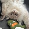 Profilbild von いれぶんの飼い主