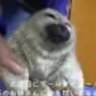 cabe 的头像