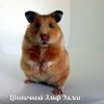 Profilbild von Слонов не бывает