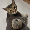 조미료캣 profil fotoğrafı