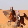 ابن الصحراء العراقي🇮🇶🇸🇦 的头像