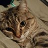 kaju the cat's profile picture