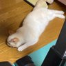 闘将アスラ 的头像