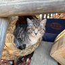 老豬 的头像