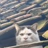 Profilbild von Jimmy😽Owam816