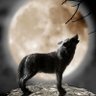 Фото профиля blue_wolf.001
