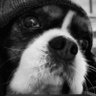 luca bernaroli's profile picture