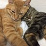 Фото профиля 幸せに暮らしたい中年