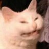 Profilbild von mijarescat