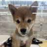 モモジリ's profile picture