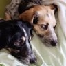 Jo🙋, Nala🐕, Lili🐕 & Bungee 🐕🌈💔 的头像