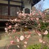 Profilbild von 何回桜を見られるか