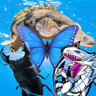 choechoe274's profile picture
