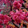 小鋐 profil fotoğrafı