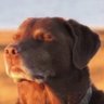 David's profile picture