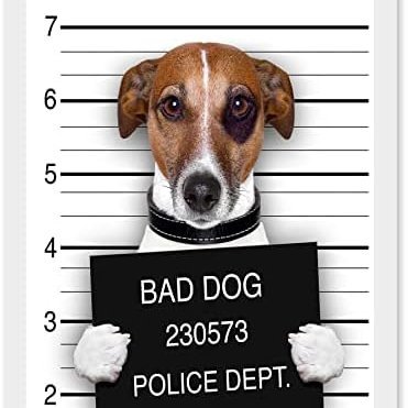The_Wee_Dogggie's profile picture
