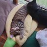 しゅー 的头像