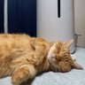 チビデブ 的头像