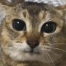 kot's profile picture