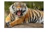 Taxpayer wala admi's profile picture