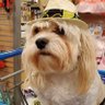 pitt314159's profile picture