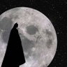 Profilbild von Batman🦇
