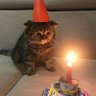 SadKat profil fotoğrafı