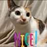 Фото профиля みーやん🐈⬛