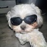 little rat's profile picture