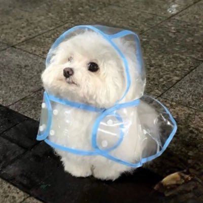癒しの動物's profile picture