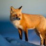 Fox hub's profile picture