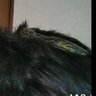 アルティメットインフェルノ 的头像