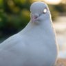 TeslasWhitePigeon profil fotoğrafı