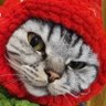 my tiny gigy 🐈 profil fotoğrafı