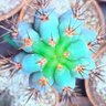 Фото профиля John The Cactust