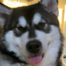 Tommy's profile picture