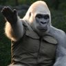 White Guerrilla 的头像