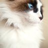 marcela ldx profil fotoğrafı