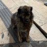 sari kanarya profil fotoğrafı