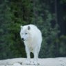 Ayla profil fotoğrafı