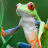 Profilbild von AfKush47