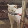 Profilbild von Ukrainian котик