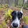 Profilbild von ringodigs