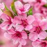 Фото профиля Sakura