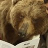 Profilbild von não tem urso no br porque urso não é besta