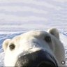igloo dweller profil fotoğrafı