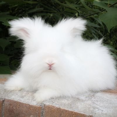 fourtiee's profile picture