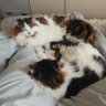 Profilbild von ねこねここねこ