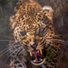 Dhurgham's profile picture