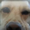 sauce's profile picture